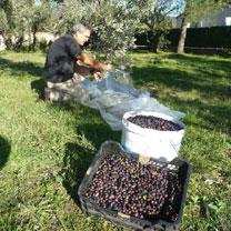 Mahdia (Oran) -  Agriculture: Une société publique accompagne les oléiculteurs