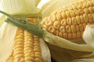 Production du maïs pour réduire les importations:  L’Algérie défie le marché mondial, mais à quel prix?