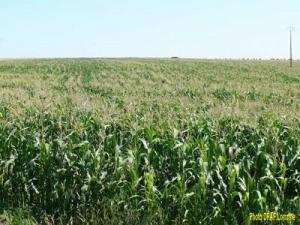 Algérie - Selon une étude de l’ITGC:  Un hectare du maïs coûte 114.064 DA