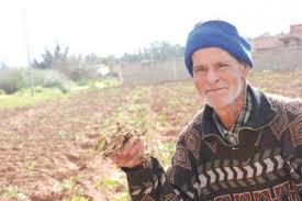 Mostaganem - Agriculture:  La gelée dévaste les champs de patates (pomme de terre)