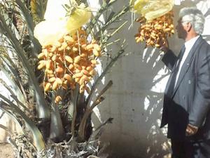 Cela se passe sur les terres de la Mitidja: De la bonne datte récoltée à… Blida!