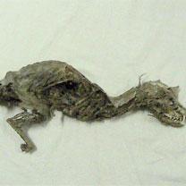 Tissemsilt - Découverte d'ossements d'un mystérieux animal