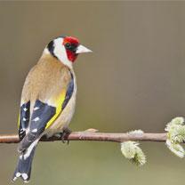 Algérie - Protection des espèces: Saisie de plus de 5.000 chardonnerets en deux ans
