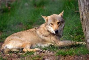 Planète - PARIS - Ecolos et éleveurs d'accord pour tuer 24 loups maximum par an