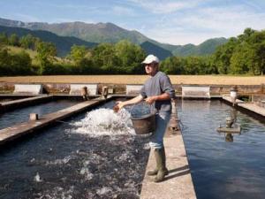 Planète - Malgré le feu vert de l’UE:  La pêche française refuse les farines animales