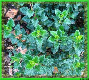 Mélisse officinale (Melissa officinalis)