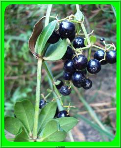 Garance (Rubia tinctorium)