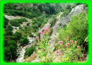 Maquis de l'oued kamhoun
