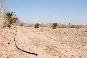 Béchar - Problématique sauvetage de la plaine d’Abadla