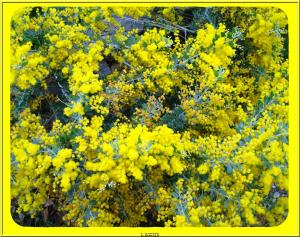 MIMOSA en fleurs