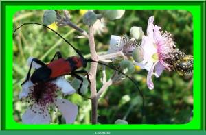 Purpuricenus desfontainii