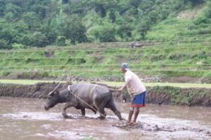 Planète - La pelle des petits paysans contre les multinationales