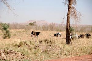 Plaine d’Abadla (Béchar) -  La phoeniculture est une fumisterie!