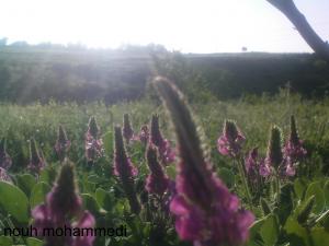 سيدي سميان جنة فردوس تيبازة المنسي