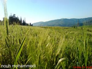 سيدي سميان جنة فردوس تيبازة المنسي