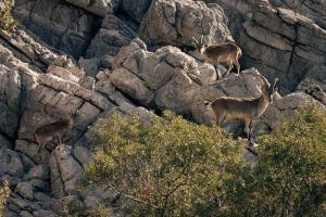 Planète - France: Le bouquetin cherche son chemin dans les Pyrénées