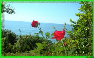 Jardin en fleurs à Ziama