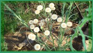 Vergerette du Canada  (Conyza canadensis)