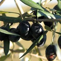 Akbou - 16e fête de l'olive: Un meilleur soutien pour développer la filière oléicole
