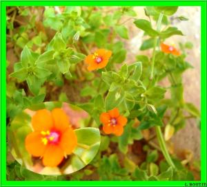 Mouron des champs(Anagallis arvensis)