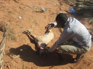 jafou in salah wilayat tamanrasset