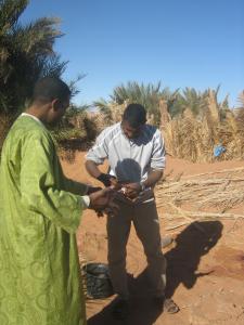 jafou in salah wilayat tamanrasset
