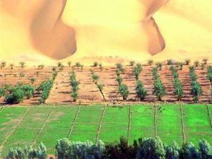 Algérie -  Secteur agricole et opportunité de postes d’emploi:  Les chômeurs du Sud croient aux apports de l’agriculture