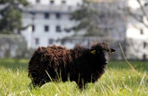 Planète - A Paris, les moutons remplacent les tondeuses