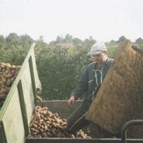 Aïn Defla - 21.220 tonnes de pommes de terre stockées