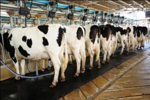 Algérie - Filières lait et céréales: Les industriels intéressés par l’amont agricole