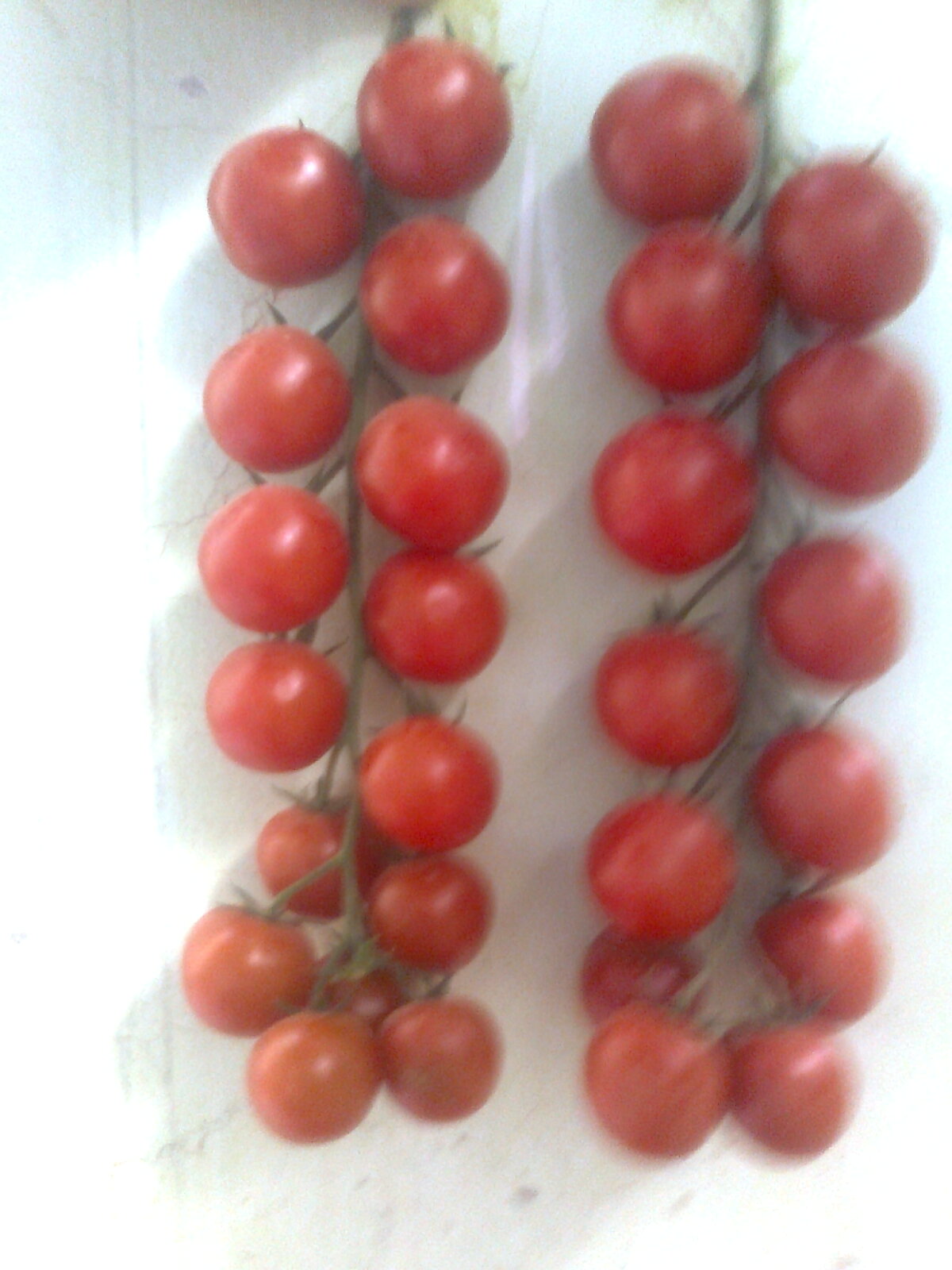 Tomate 'cerise 'de M'ziraa !