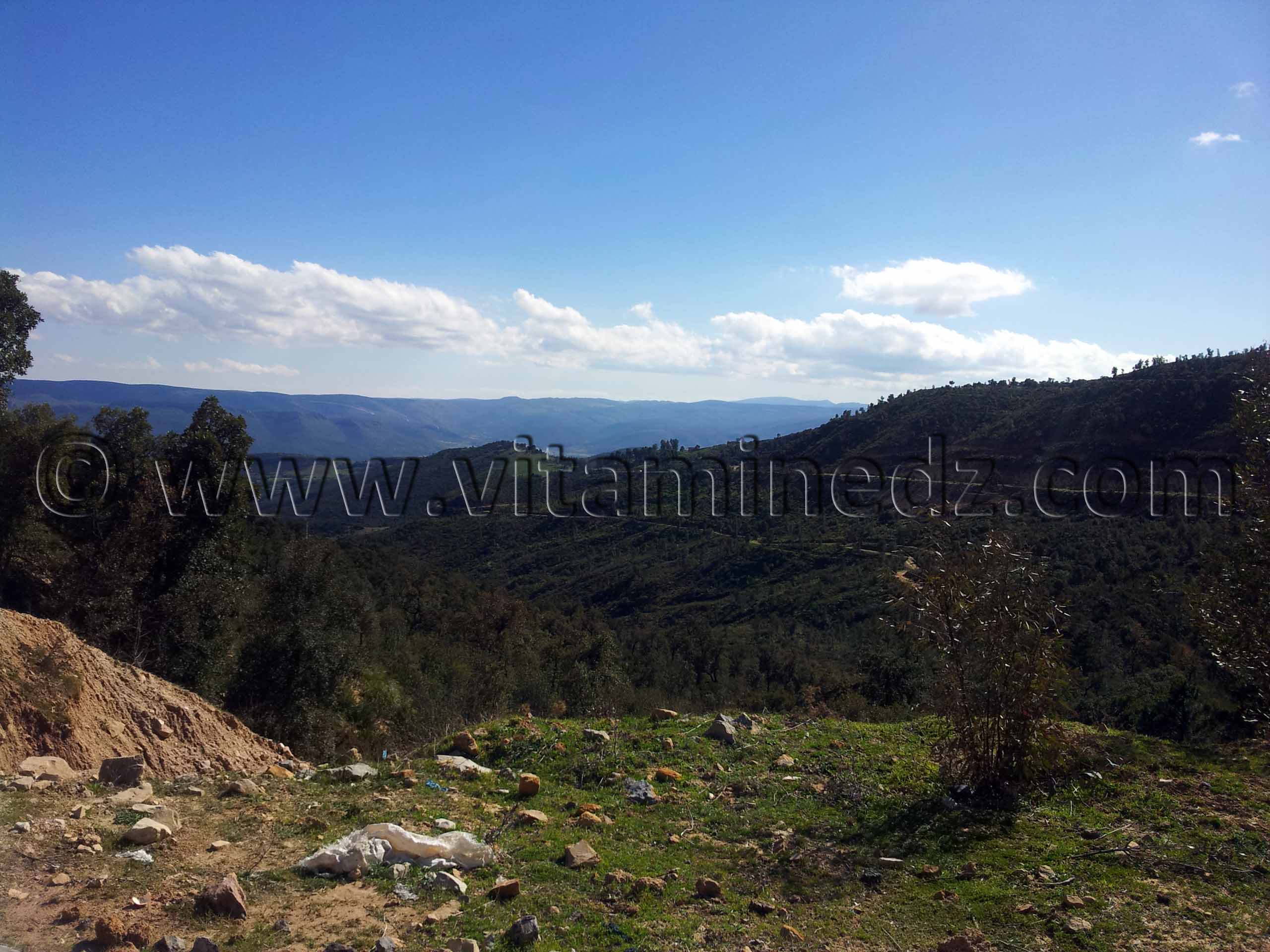 Montagnes d'Aïn Ghoraba, Forêt d'Ahfir