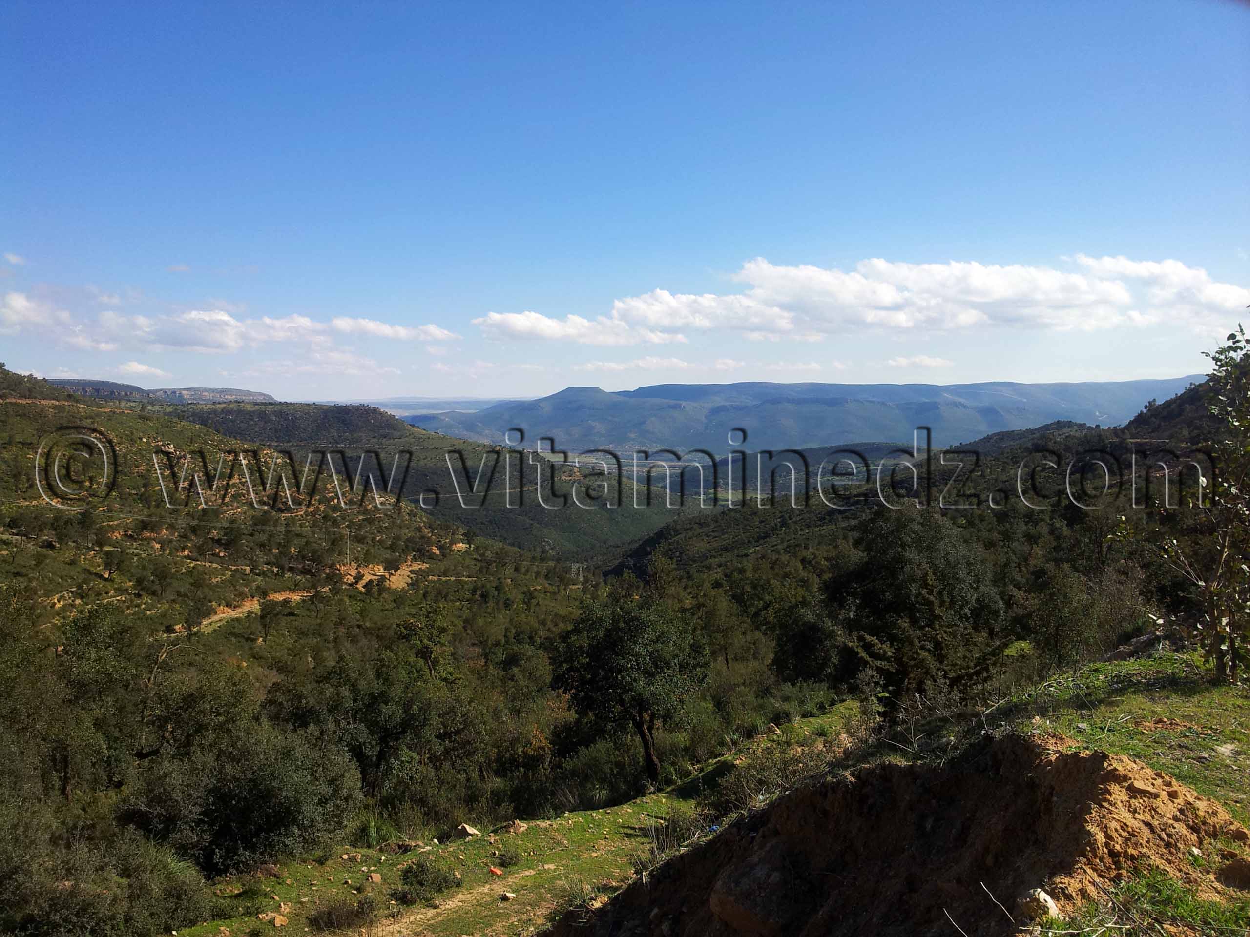 La foret de Hafir, commune d'Aïn Ghoraba