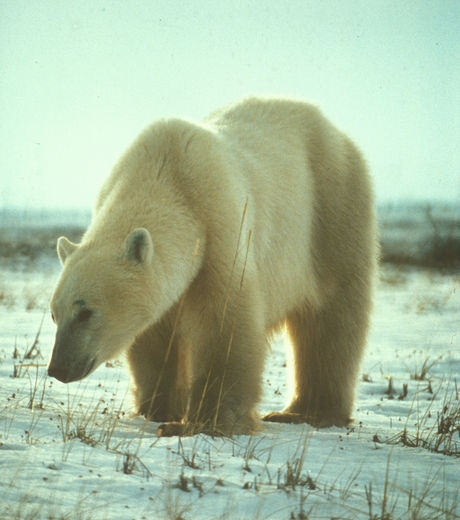 Planète - Ours polaire: 