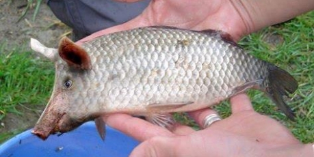 Planète - Pas de porc dans mon poisson