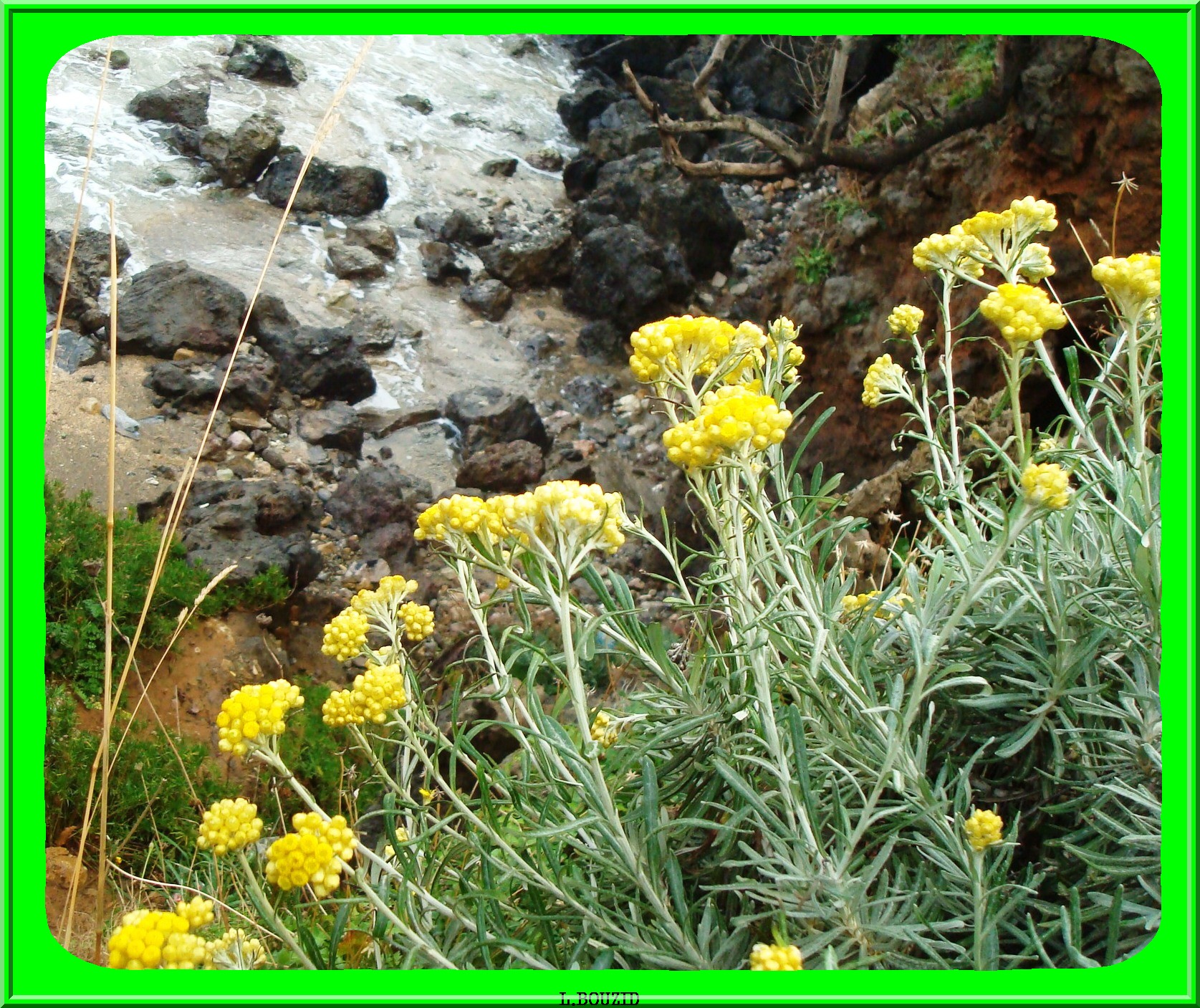 Imortelle d'italie(Helichrysum italicum)
