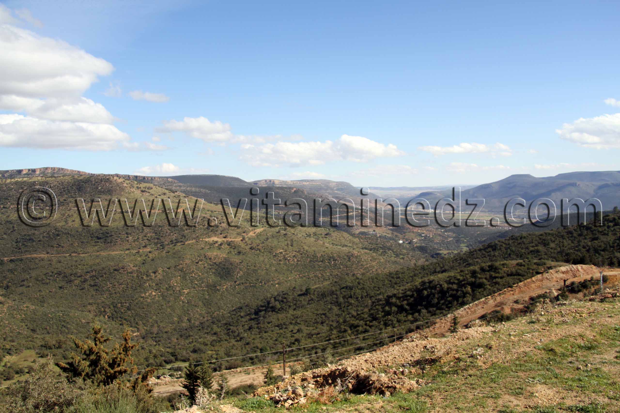 La  forêt  de  Hafir  constituée  essentiellement  d’une  vieille  futaie  de  chêne  liège  de  200  à  250  ans  avec  quelques  jeunes  taillis.