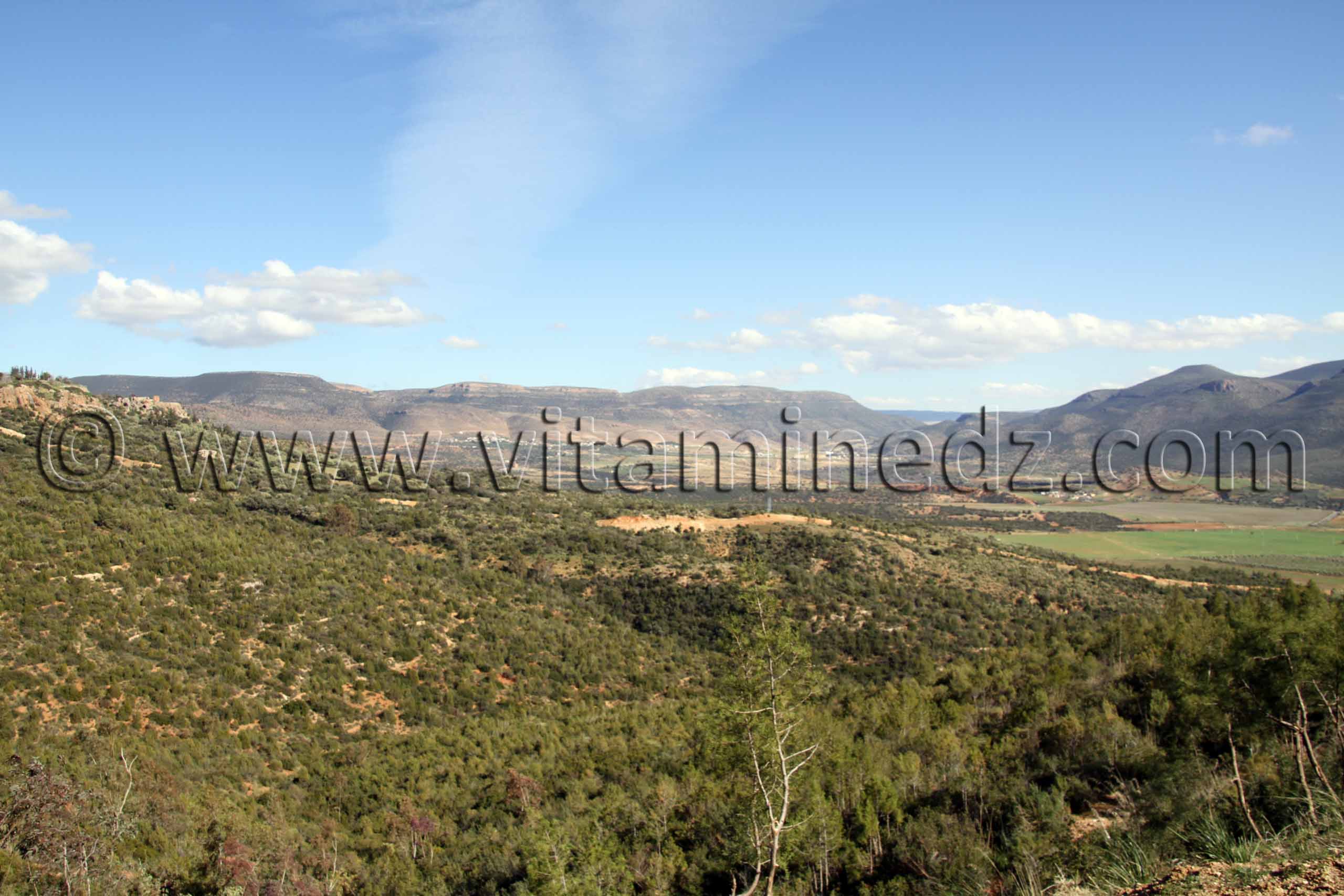 Forêt domaniale de Hafir La commune d'Aïn Ghoraba