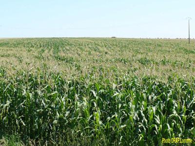 Algérie - Selon une étude de l’ITGC:  Un hectare du maïs coûte 114.064 DA