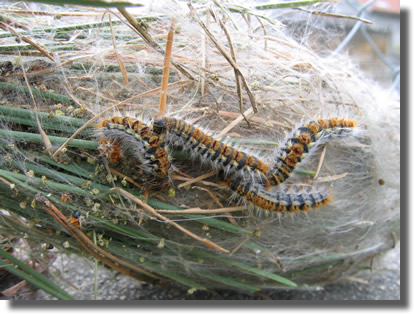 AÏN-SEFRA  - Le train-train de la chenille processionnaire du pin
