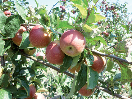 Oran - Agriculture: Vers une bonne récolte des pommes