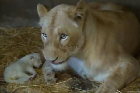 El Aouana (Jijel)  -  Quatre lionceaux naissent au parc animalier de Kissir