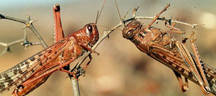 BECHAR  -  Apparition d'essaims de criquets