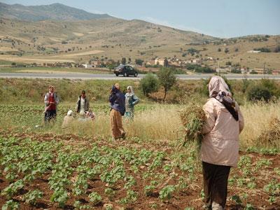 Algérie - Femme rurale:  Des activités traditionnelles à l’entrepreneuriat