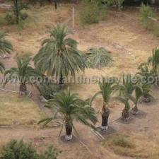 Constantine - Quatre milliards pour trois jardins publics 