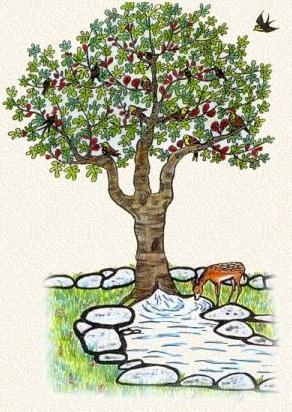 MEDEA: La forêt, l'eau et le reste