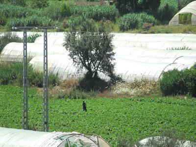 Manque de main-d’œuvre dans l’agriculture à Tizi Ouzou: Les jeunes se détournent du travail de la terre