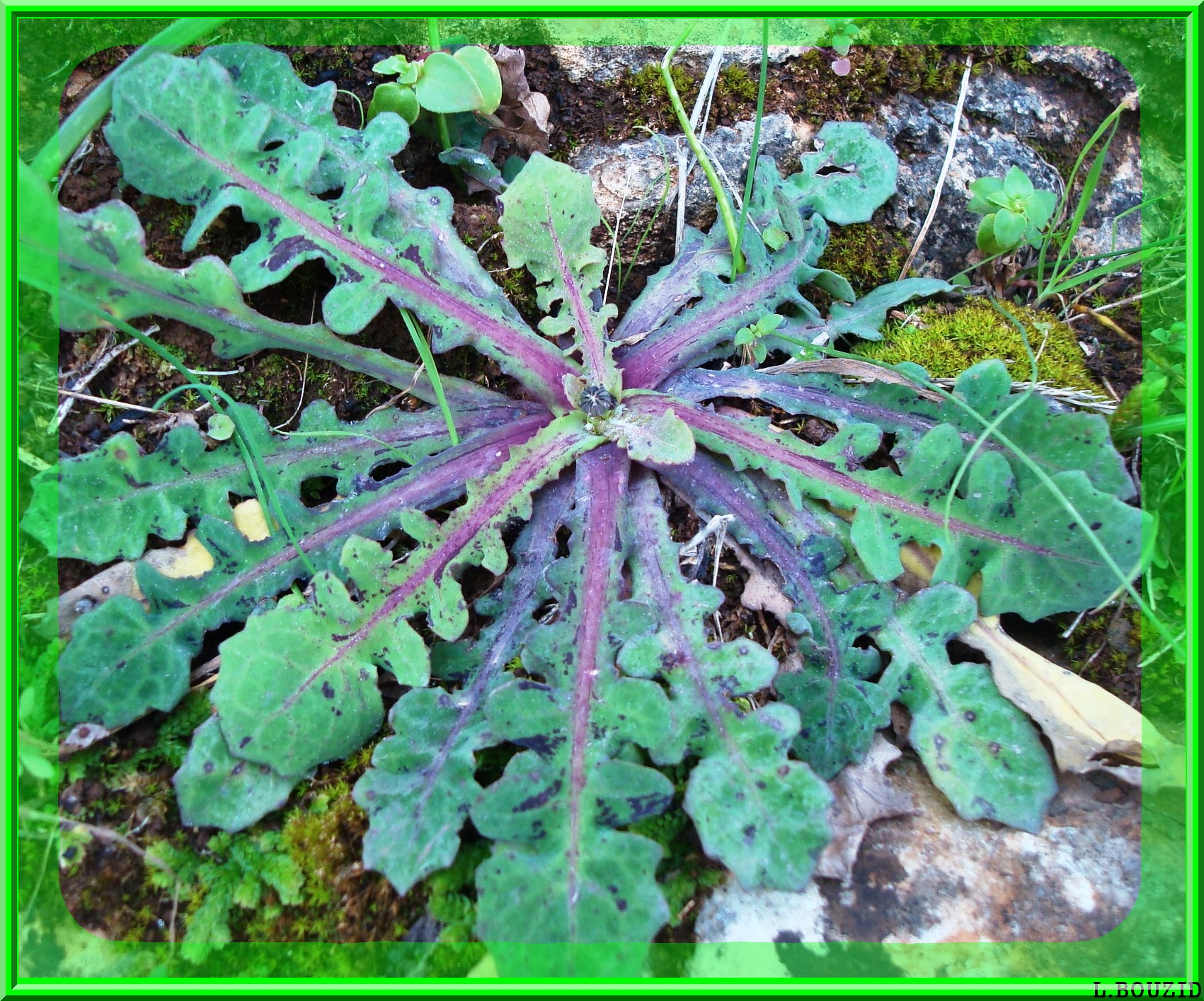 Cousteline - (Reichardia picroides)