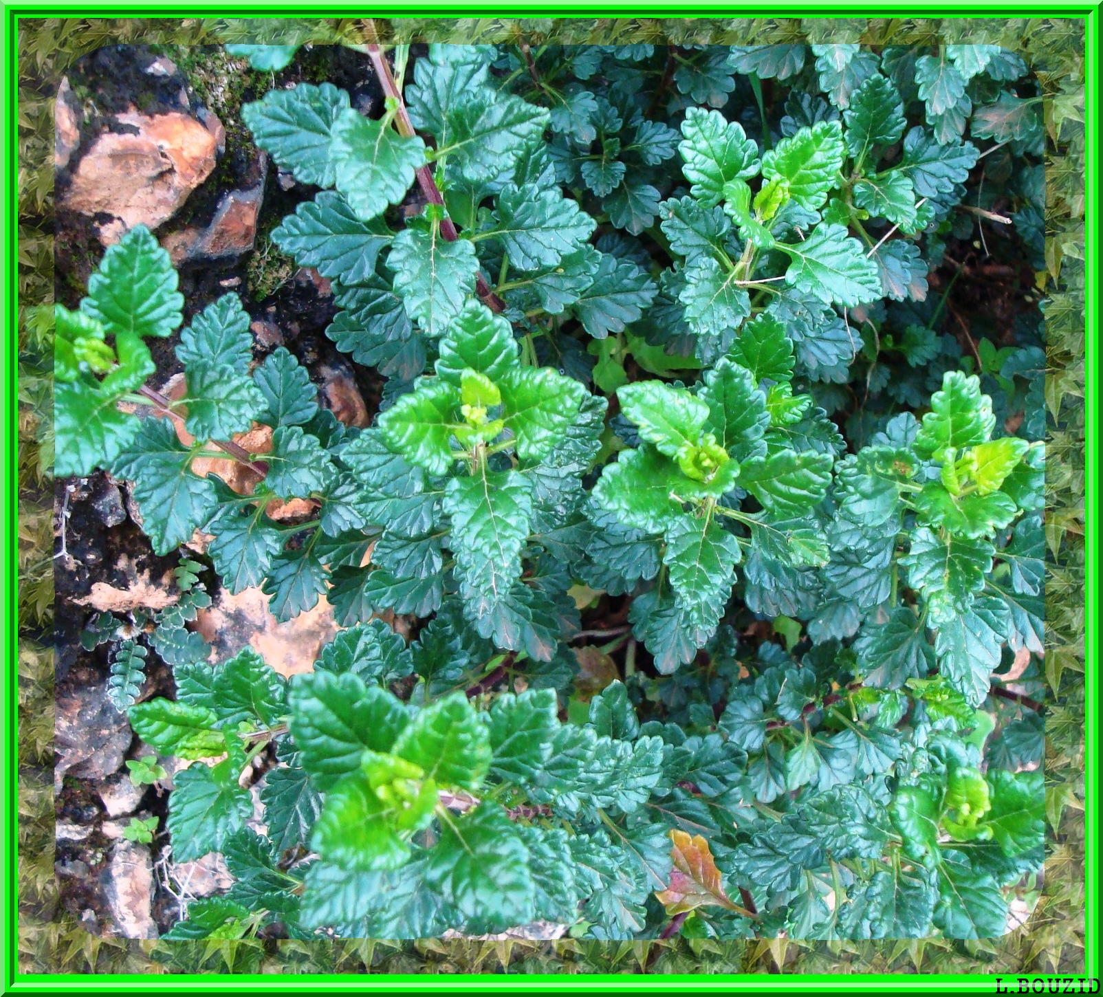 Mélisse officinale (Melissa officinalis)