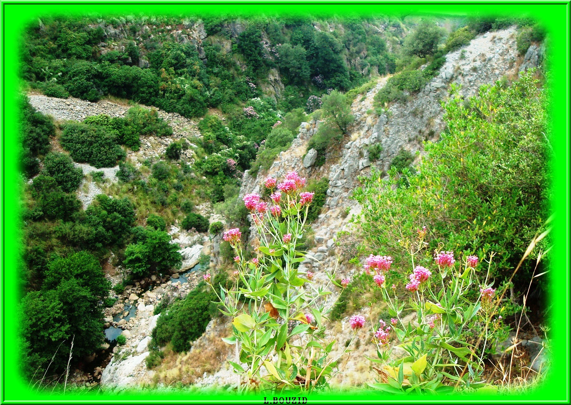 Maquis de l'oued kamhoun